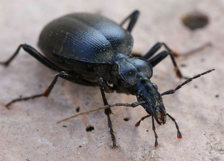 Snail-eating Ground Beetle